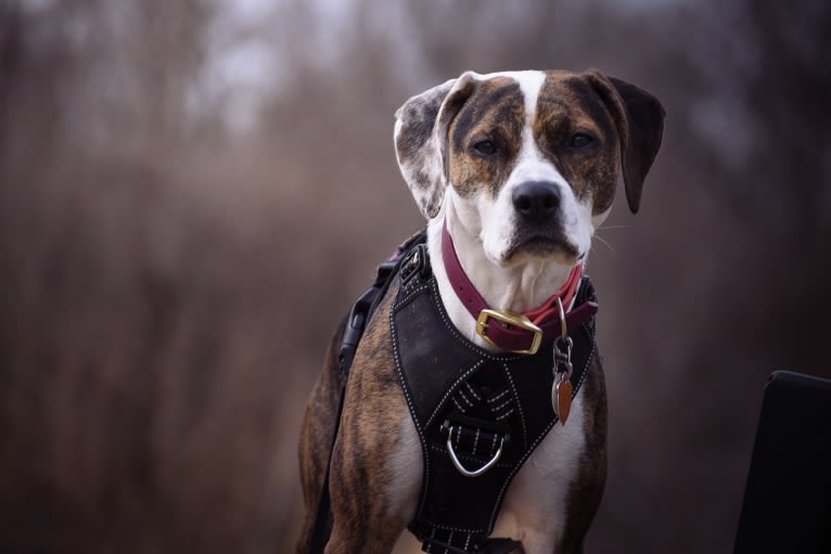 Charlie Bird, an American Pit Bull Terrier and Mountain Cur mix tested with EmbarkVet.com