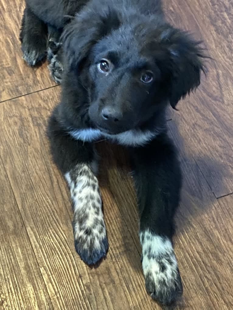 Ryzee, a Great Pyrenees and Akita mix tested with EmbarkVet.com