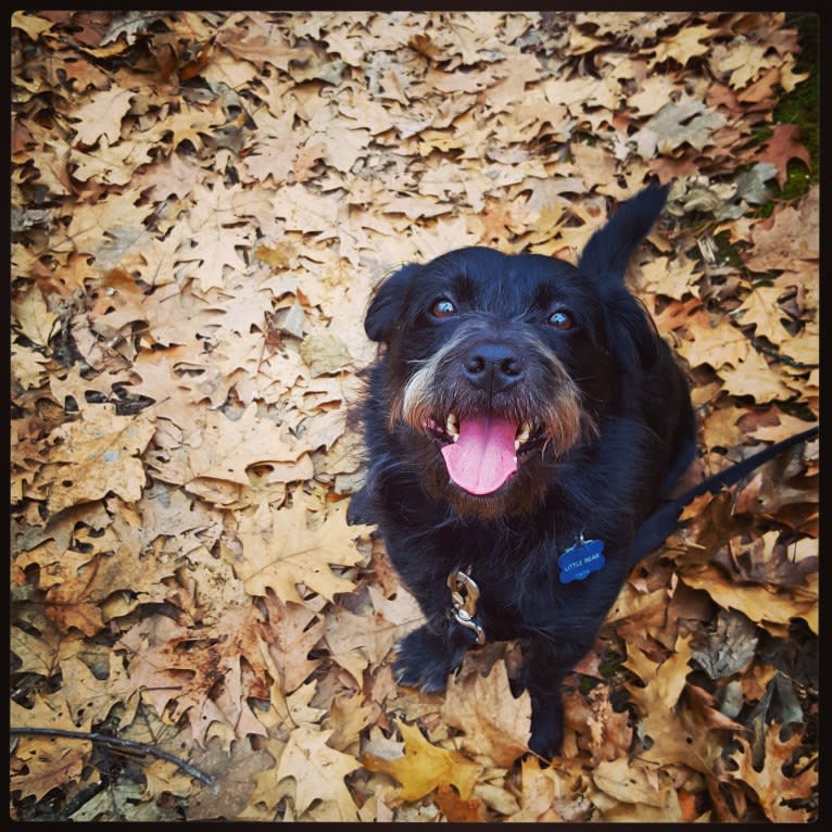 Little Bear, an Australian Cattle Dog and Shih Tzu mix tested with EmbarkVet.com