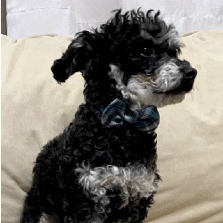 Dash, a Poodle (Small) tested with EmbarkVet.com