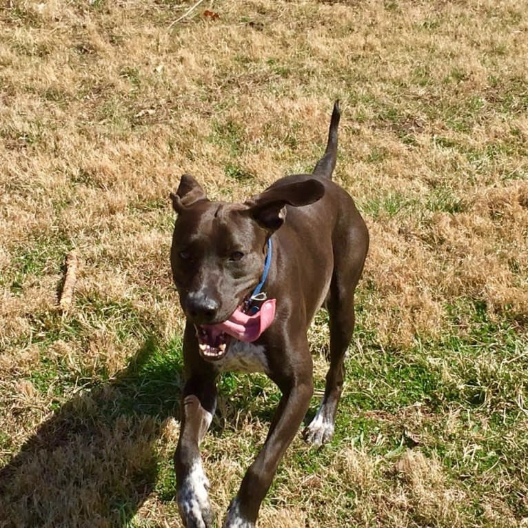 Camilla, an American Staffordshire Terrier and Pointer mix tested with EmbarkVet.com