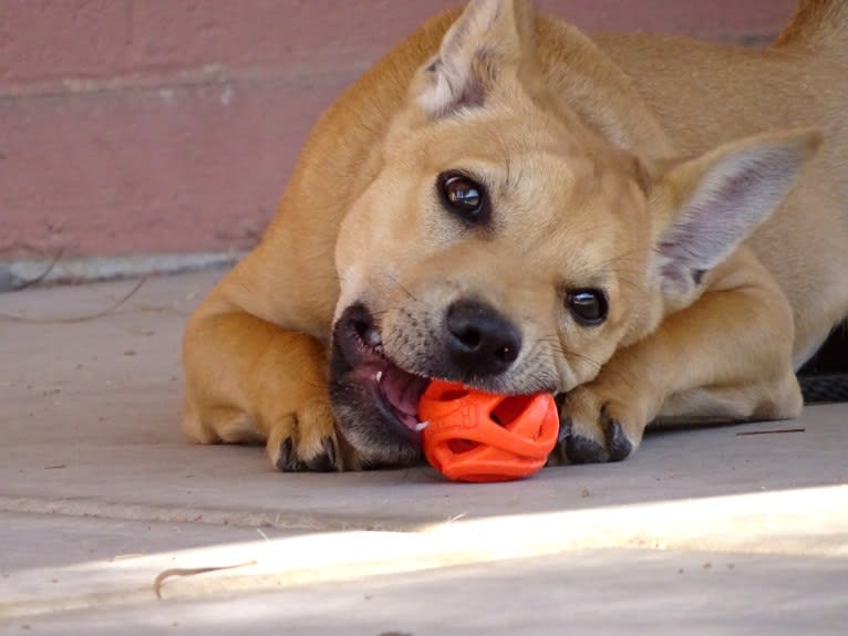 Bean, a Chow Chow and Chihuahua mix tested with EmbarkVet.com