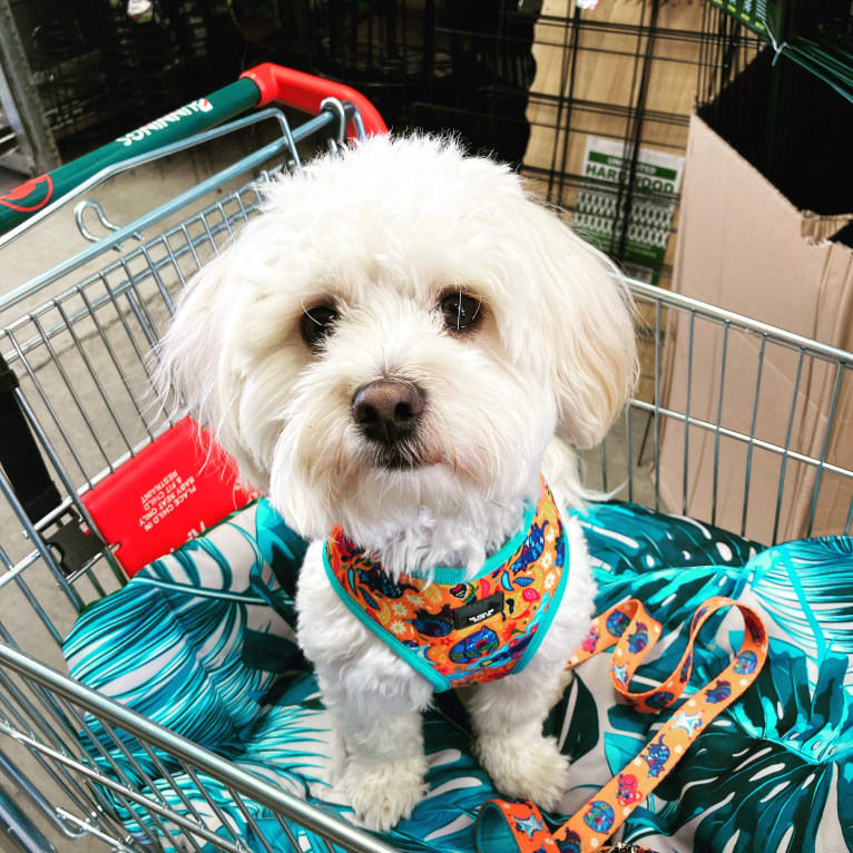 Murphy, a Maltese and Shih Tzu mix tested with EmbarkVet.com