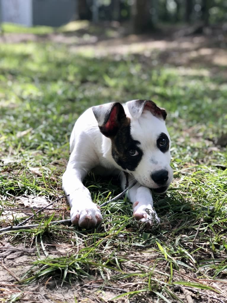 River, an American Pit Bull Terrier and Australian Cattle Dog mix tested with EmbarkVet.com