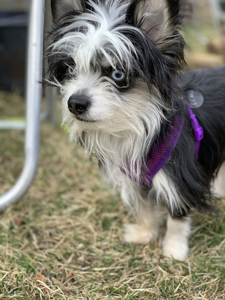 Echo, a Chihuahua and Miniature Pinscher mix tested with EmbarkVet.com