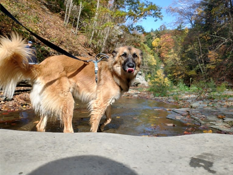 Linda, an Arabian Village Dog and German Shepherd Dog mix tested with EmbarkVet.com