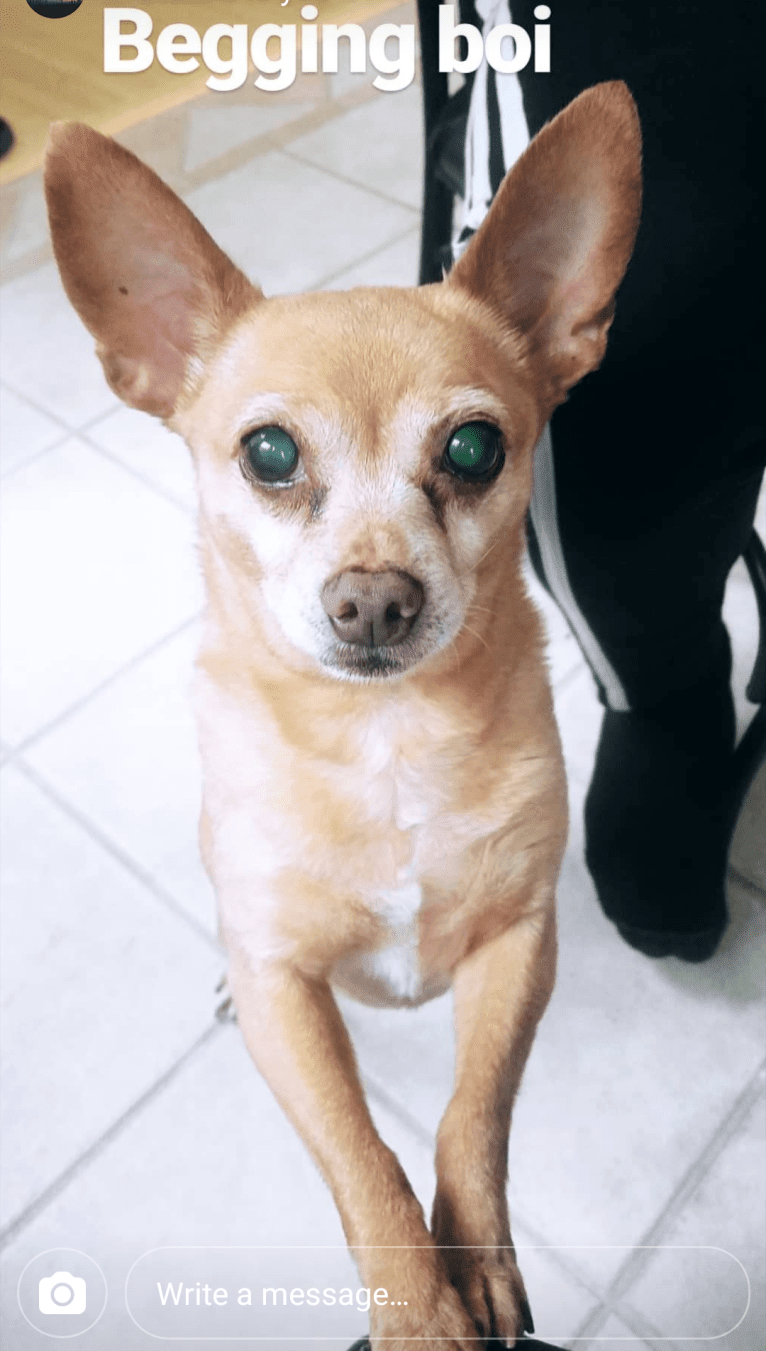 Cappo, a Chihuahua and Miniature Pinscher mix tested with EmbarkVet.com