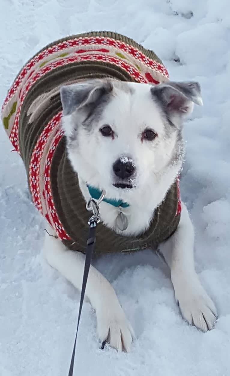 Buddy, an American Eskimo Dog and Norwegian Elkhound mix tested with EmbarkVet.com