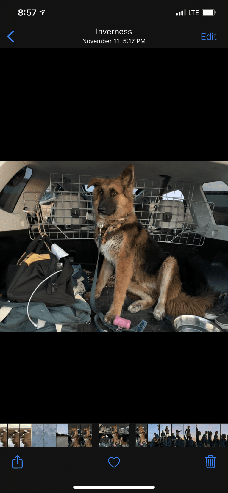 Lobo, a German Shepherd Dog and Siberian Husky mix tested with EmbarkVet.com