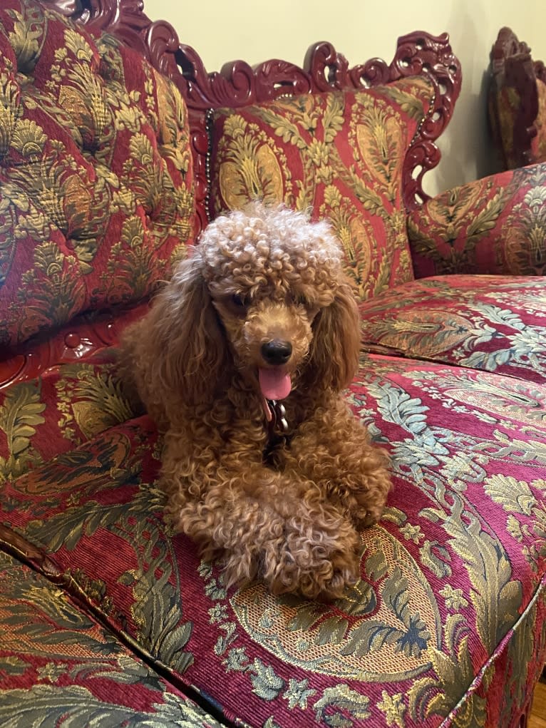 Dior’Duchess, a Poodle (Small) tested with EmbarkVet.com