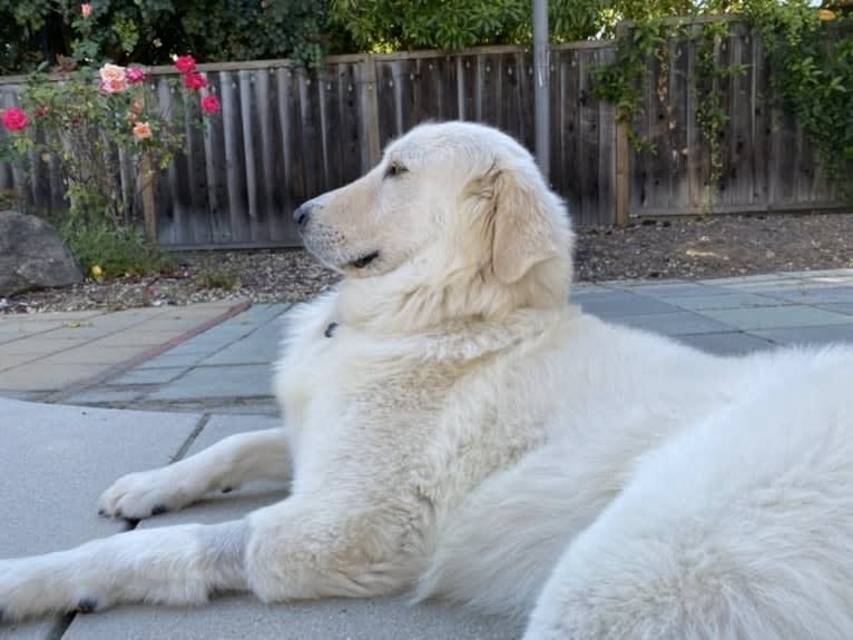 Falkor, a Great Pyrenees and Great Dane mix tested with EmbarkVet.com