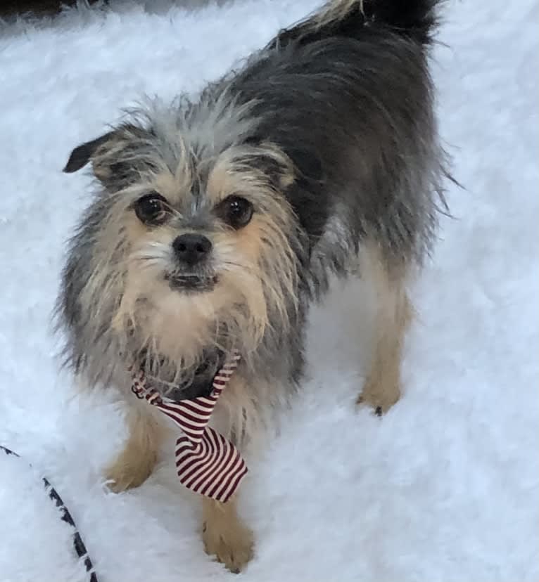 Jax, a Maltese and Chihuahua mix tested with EmbarkVet.com