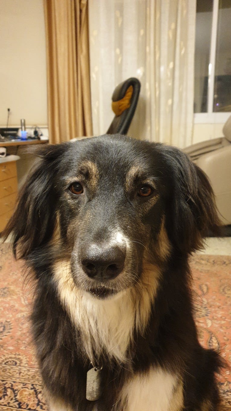 Baloo, an Arabian Village Dog tested with EmbarkVet.com