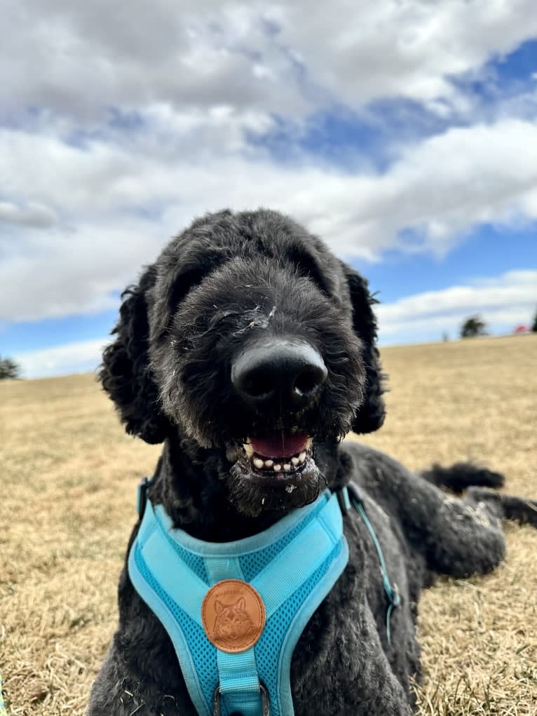 Sammy, a Goldendoodle tested with EmbarkVet.com