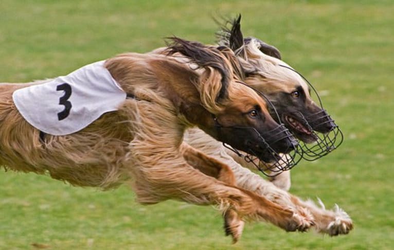 Xoran, an Afghan Hound tested with EmbarkVet.com