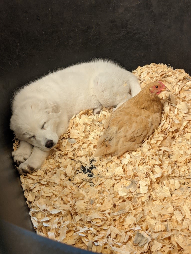 Ammy, a Maremma Sheepdog tested with EmbarkVet.com