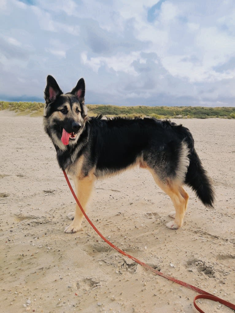 Flóki, an Eastern European Village Dog tested with EmbarkVet.com