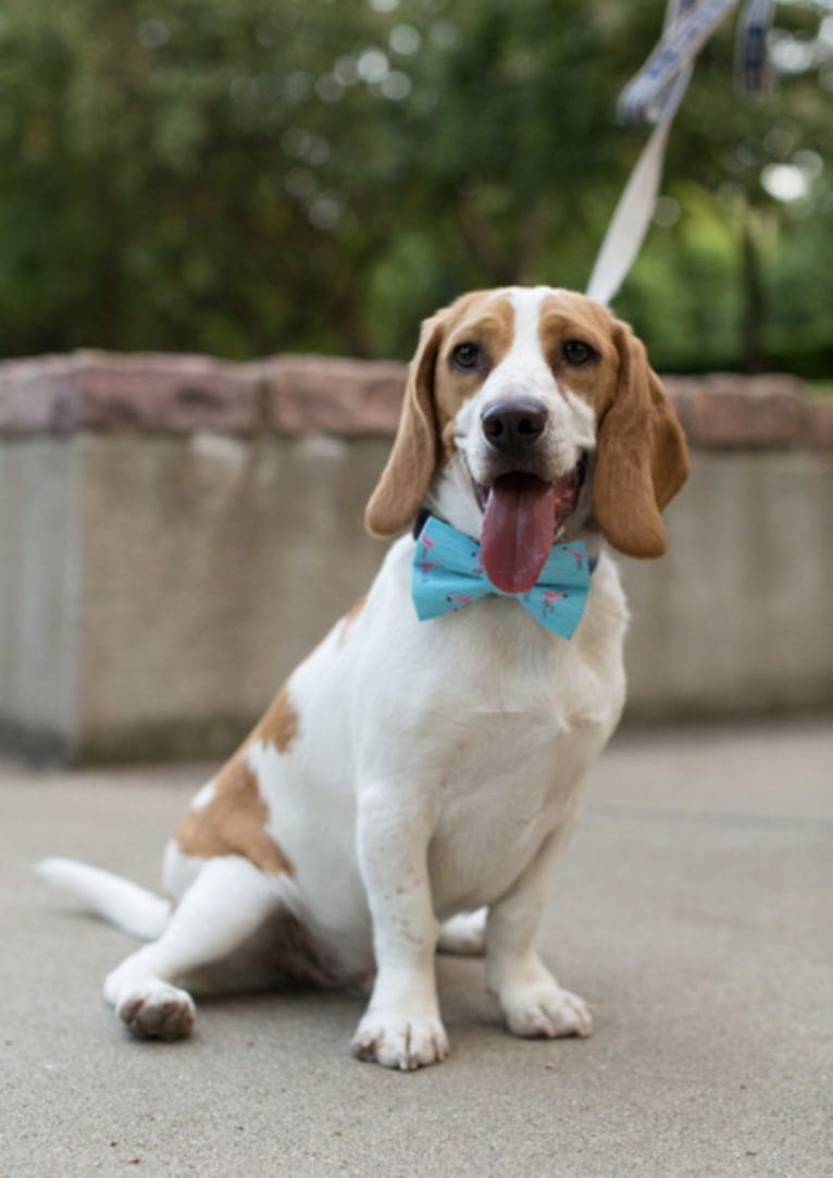 Ralphie, a Beagle tested with EmbarkVet.com