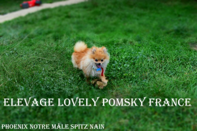 Phoenix, a Pomeranian tested with EmbarkVet.com