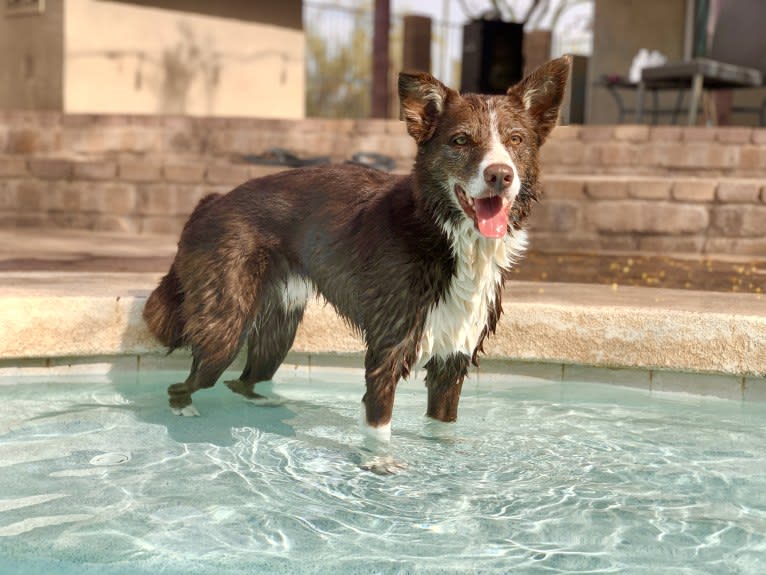 Leo, a Border Collie tested with EmbarkVet.com