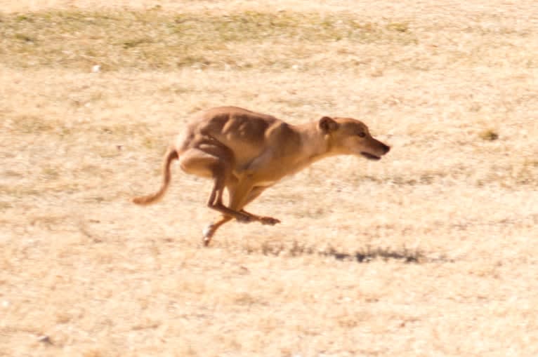 Atom, a Whippet and Border Collie mix tested with EmbarkVet.com