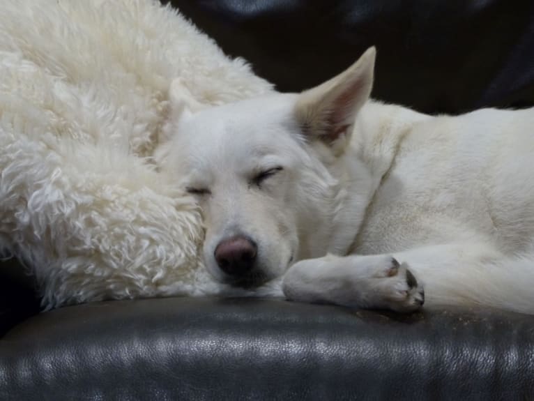 Kyra, a German Shepherd Dog and Border Collie mix tested with EmbarkVet.com