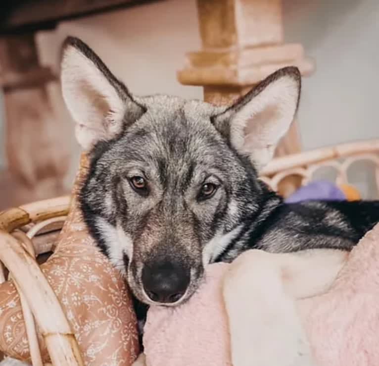 Jenna, a Siberian Husky and German Shepherd Dog mix tested with EmbarkVet.com