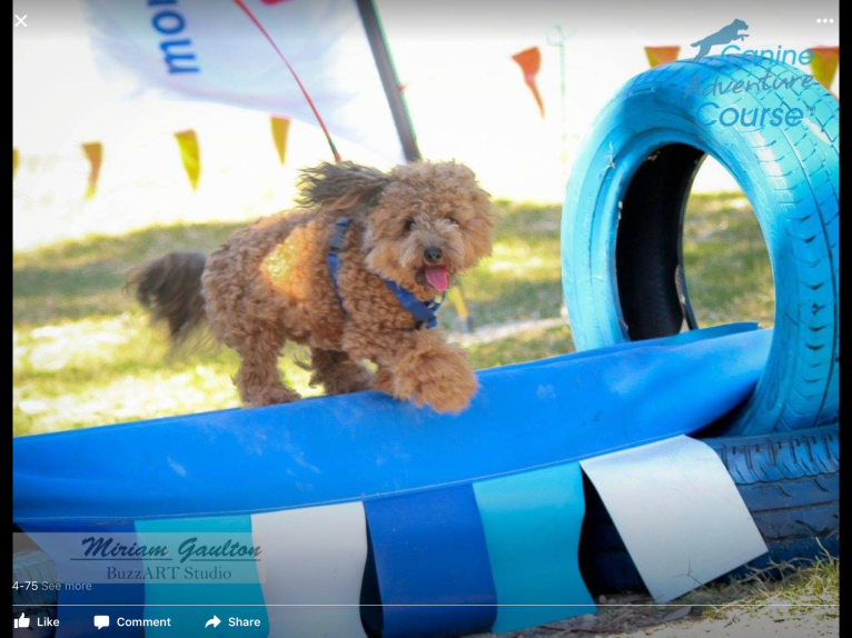 Teddy, a Poodle (Small) tested with EmbarkVet.com