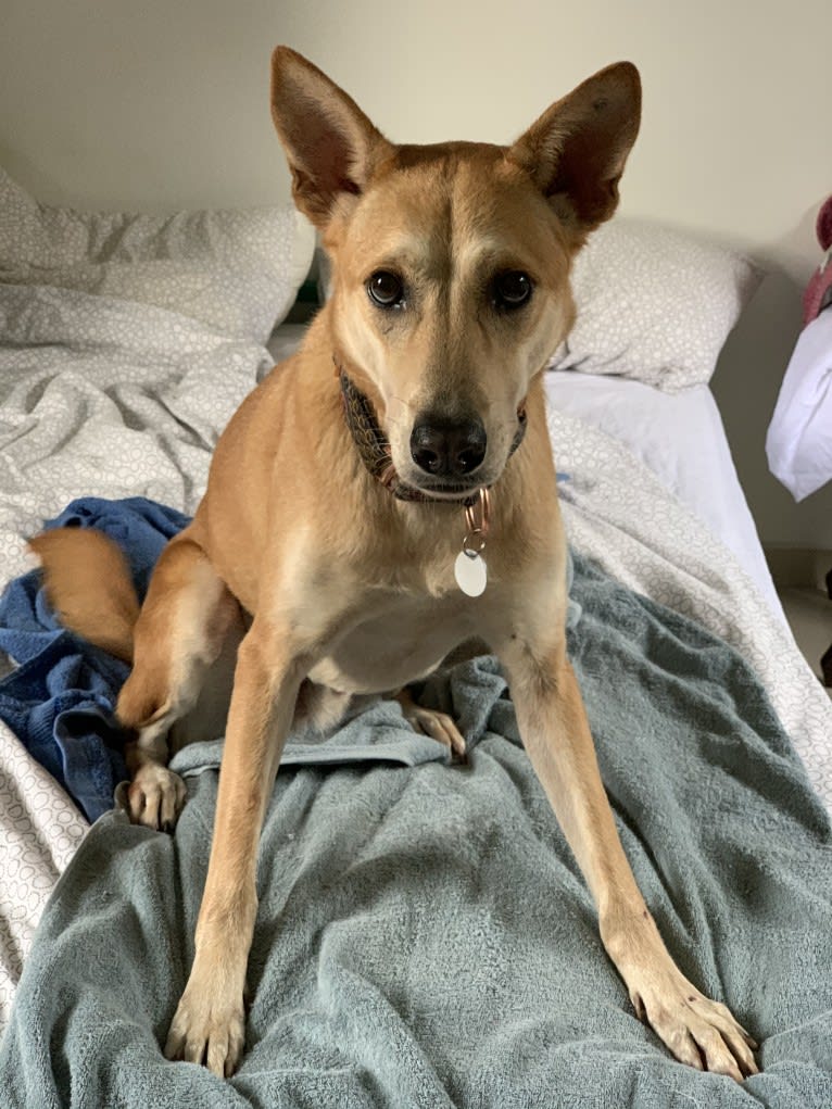 Becky, a Southeast Asian Village Dog tested with EmbarkVet.com