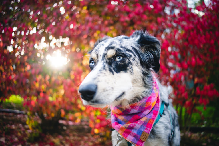 Willow, an Australian Shepherd and Miniature/MAS-type Australian Shepherd mix tested with EmbarkVet.com