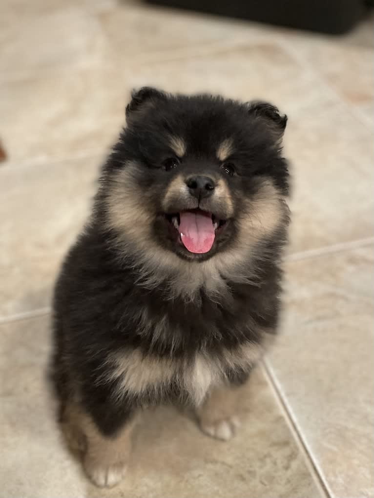 Kari, a Finnish Lapphund tested with EmbarkVet.com