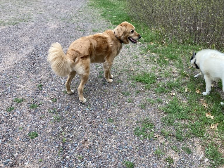 Timber “Gross Manor’s I’ll Be The One You Won’t Forget”, a Golden Retriever tested with EmbarkVet.com