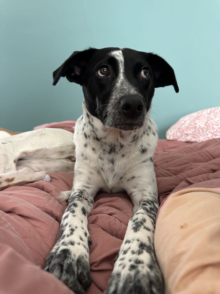 Riley, an Australian Cattle Dog and American Pit Bull Terrier mix tested with EmbarkVet.com