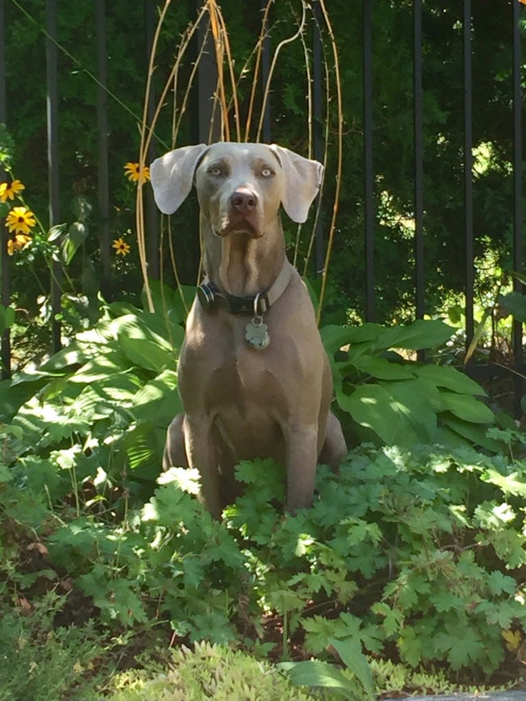 Major, a Catahoula Leopard Dog and Labrador Retriever mix tested with EmbarkVet.com