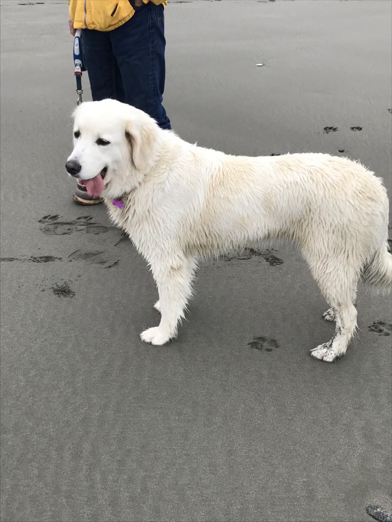 Tillie, a Newfoundland and Golden Retriever mix tested with EmbarkVet.com