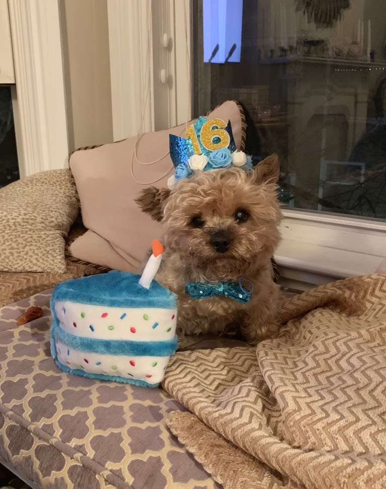 Teddy Bear, a Yorkshire Terrier tested with EmbarkVet.com