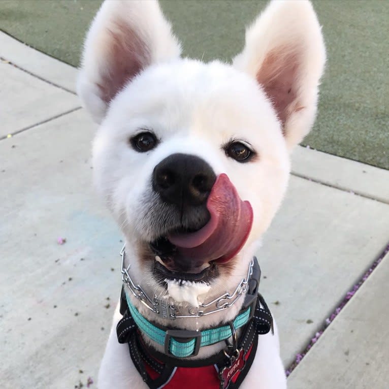 Kupa, a Samoyed tested with EmbarkVet.com