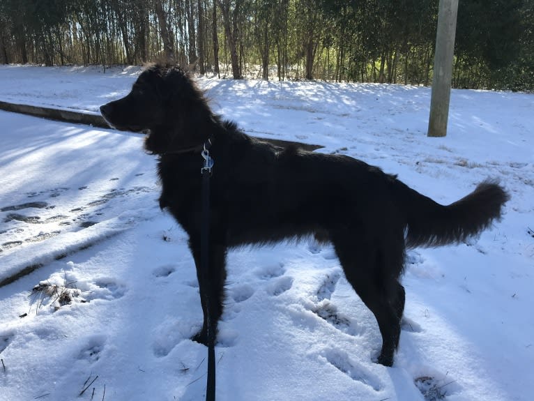 Ranger, a Labrador Retriever and Golden Retriever mix tested with EmbarkVet.com