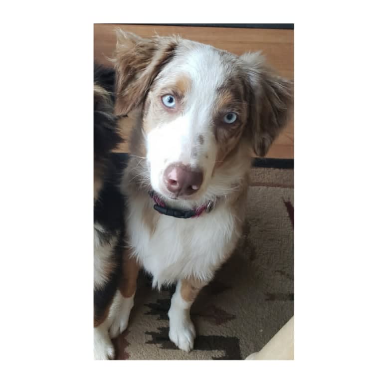 Josie, an Australian Shepherd tested with EmbarkVet.com