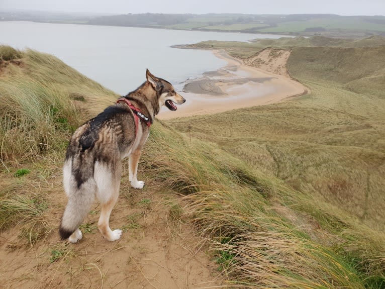 Kalen, a German Shepherd Dog and Siberian Husky mix tested with EmbarkVet.com