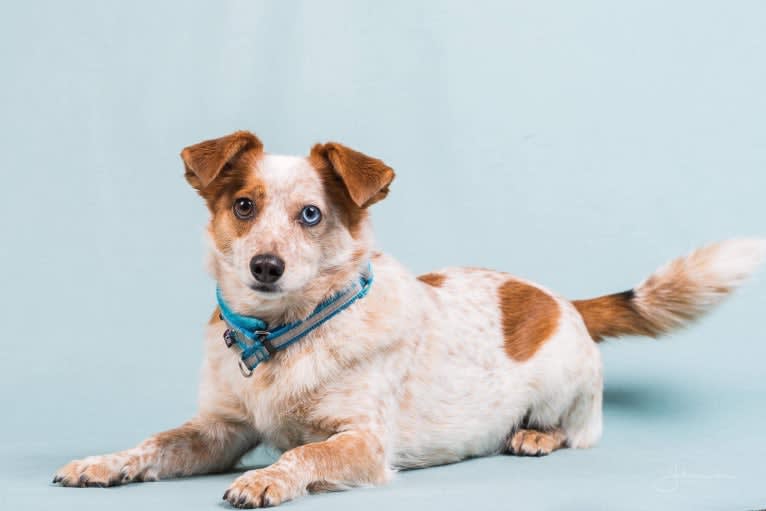 Kaitsu, an Eastern European Village Dog and Pekingese mix tested with EmbarkVet.com