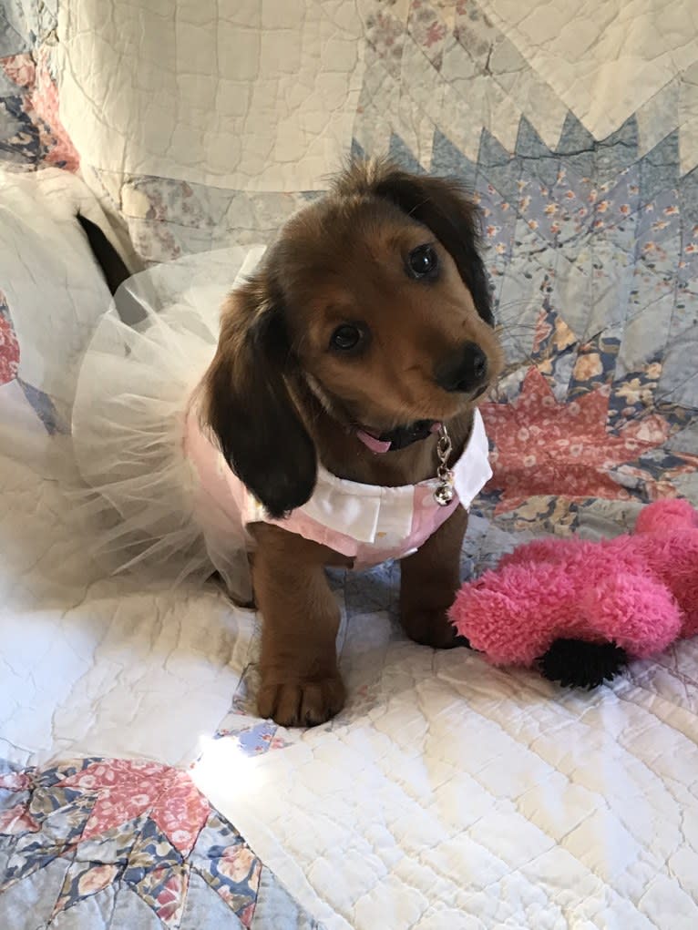Hattie, a Dachshund (4.3% unresolved) tested with EmbarkVet.com