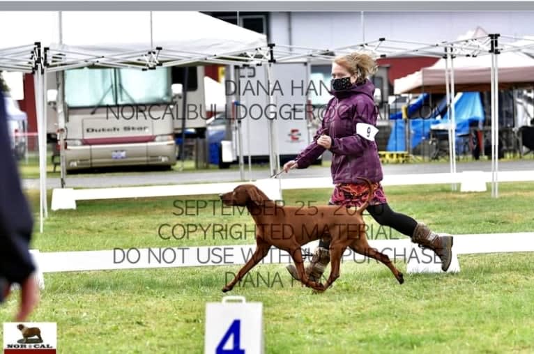 Toretto, a Redbone Coonhound tested with EmbarkVet.com