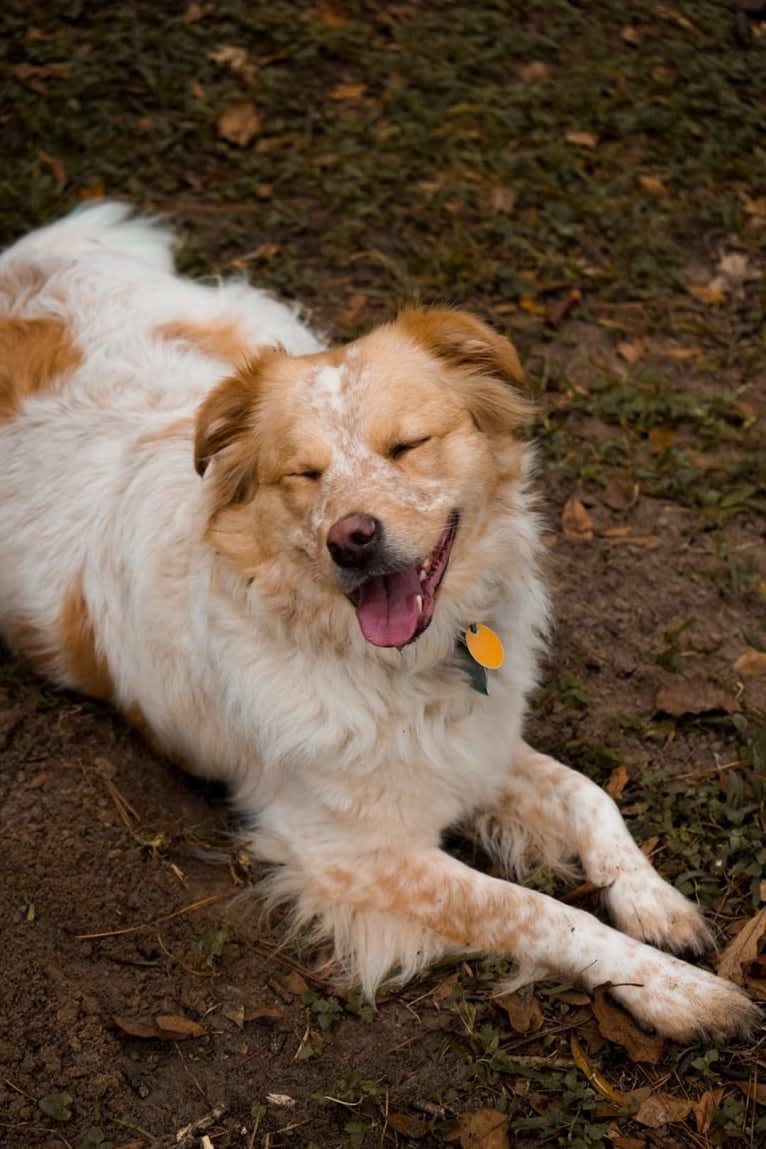 Wendy, a Great Pyrenees and American Pit Bull Terrier mix tested with EmbarkVet.com