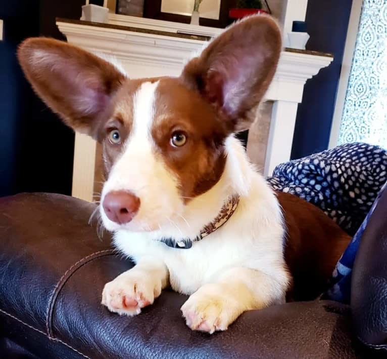 Latte, a Cardigan Welsh Corgi tested with EmbarkVet.com