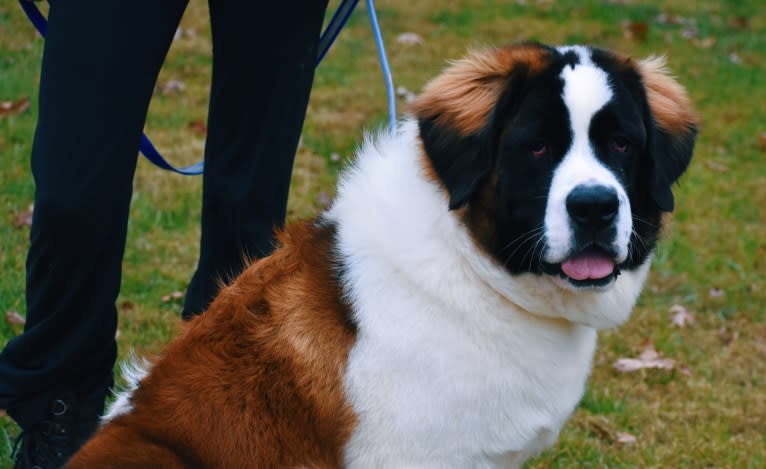 Sadie, a Saint Bernard tested with EmbarkVet.com