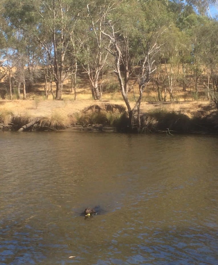 Laity Sampson, a Murray River Retriever tested with EmbarkVet.com