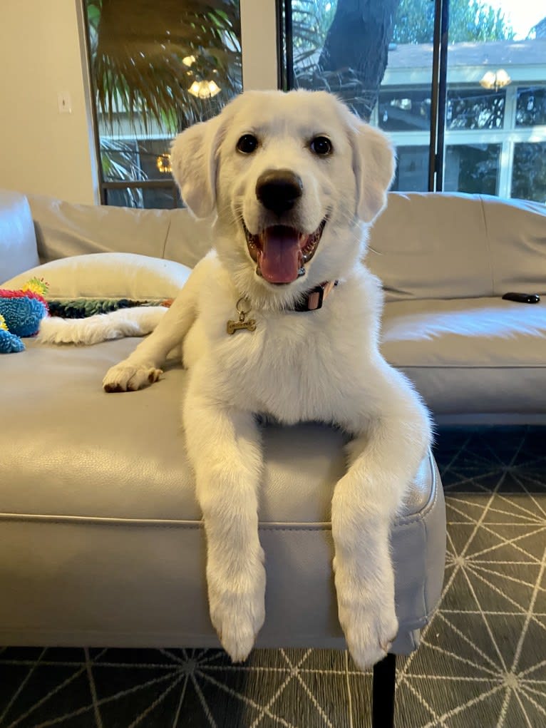 Opal, a Great Pyrenees and German Shepherd Dog mix tested with EmbarkVet.com