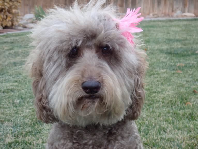 Maggie Sue, a Poodle (Standard) and Poodle (Small) mix tested with EmbarkVet.com