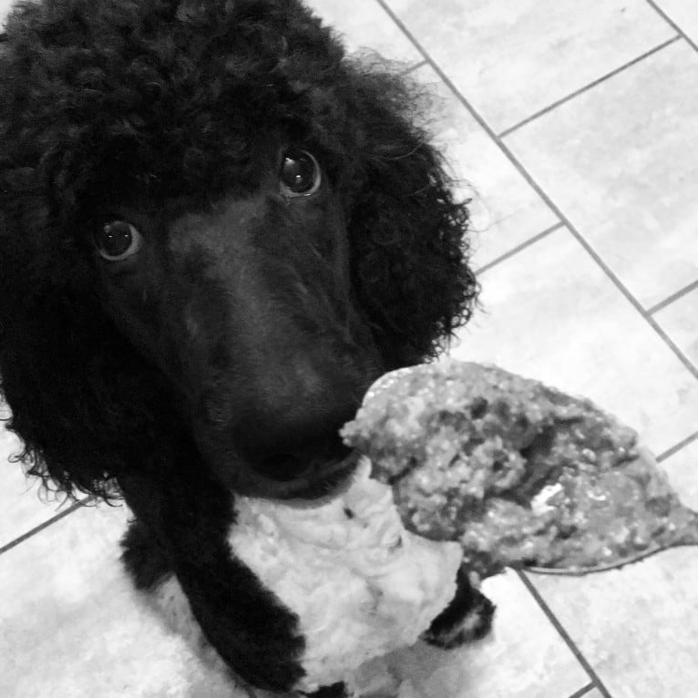 Freya, a Poodle (Standard) tested with EmbarkVet.com